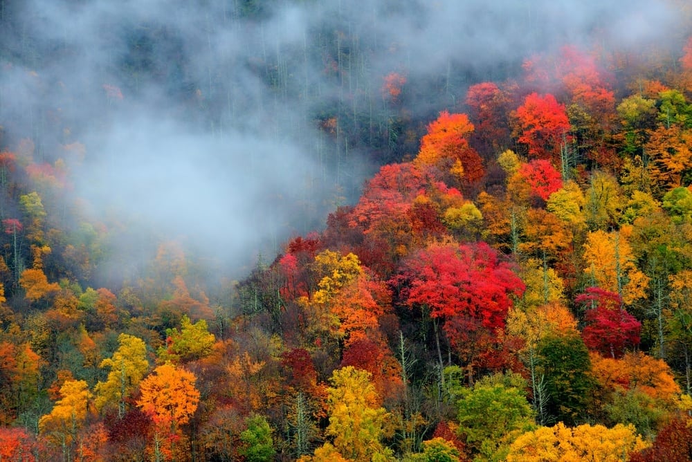 UPDATED:Who Remember this Great Smoky Mountains National Park still seeing bear activity closures…