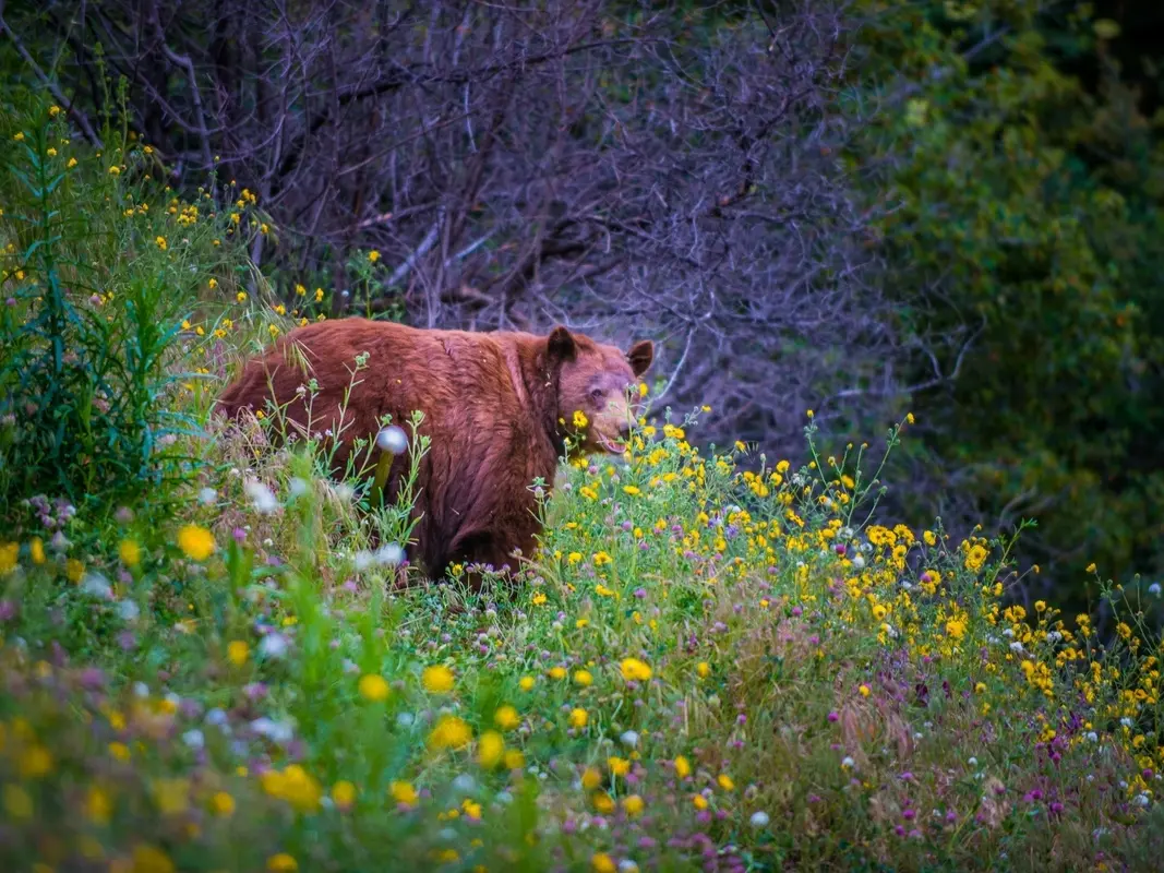 Sad News: Three Confirmed Dead as Wild Animal Attacks Park